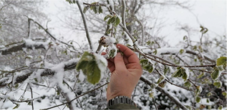 alucra-gazetesi-alucra-haberleri-giresun-haberleri-mart-kari-dindik-ureticilerini-endiselendirdi-kar-kis-soguk