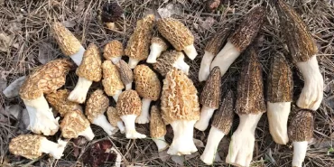 alucra-gazetesi-alucra-haberleri-giresun-haberleri-ekonomisine-katkisi-500-bin-tl