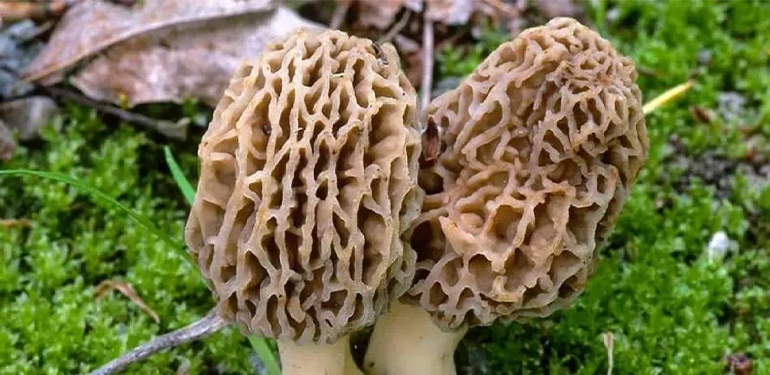 alucra gazetesi alucra haberleri giresun haberleri ekonomisine katkisi 500 bin tl 2 Alucra, Alucra Gazetesi, Alucra Haberleri