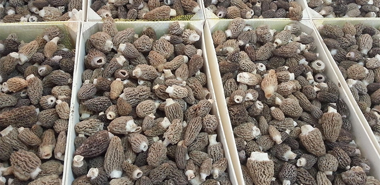 alucra gazetesi alucra haberleri giresun haberleri ekonomisine katkisi 500 bin tl 3 Alucra, Alucra Gazetesi, Alucra Haberleri