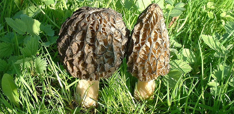 alucra gazetesi alucra haberleri giresun haberleri ekonomisine katkisi 500 bin tl Alucra, Alucra Gazetesi, Alucra Haberleri