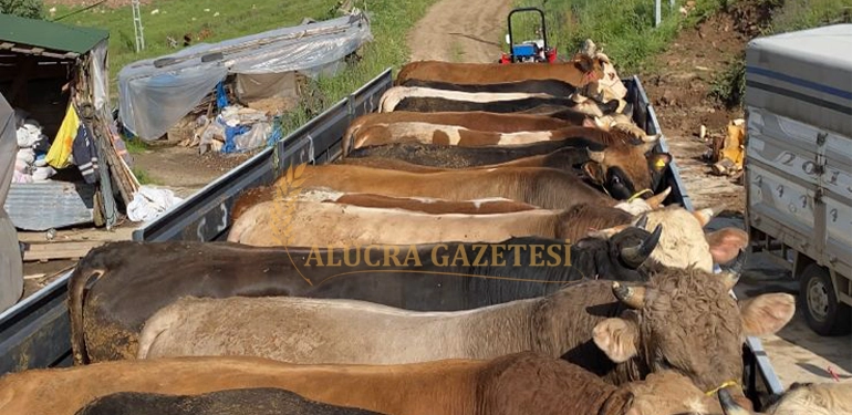 alucra gazetesi alucra haberleri giresun haberleri duman besi istanbulda 3 Alucra, Alucra Gazetesi, Alucra Haberleri