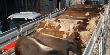 alucra-gazetesi-alucra-haberleri-giresun-haberleri-duman-besi-istanbulda