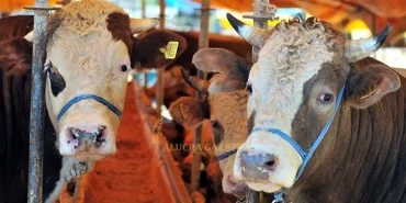 alucra-gazetesi-alucra-haberleri-giresun-haberleri-kurbaninizi-guvenle-alin