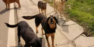 alucra-gazetesi-alucra-haberleri-giresun-haberleri-sokak-kopegi-polemigi