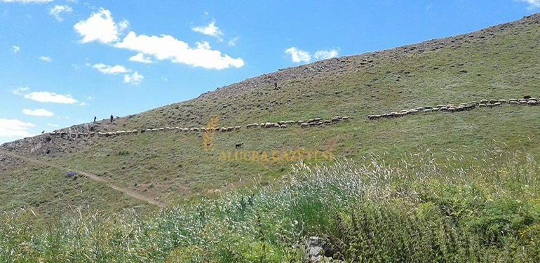 alucra gazetesi alucra haberleri giresun haberleri 550 yillik akyatak yayla gocu 8 1 Alucra, Alucra Gazetesi, Alucra Haberleri