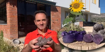 alucra-gazetesi-alucra-haberleri-giresun-haberleri-alucrada-yetisen-yeni-bir-urun-mor-patates