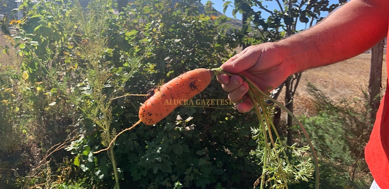 alucra gazetesi alucra haberleri giresun haberleri alucrada yetisen yeni bir urun mor patates 4 Alucra, Alucra Gazetesi, Alucra Haberleri