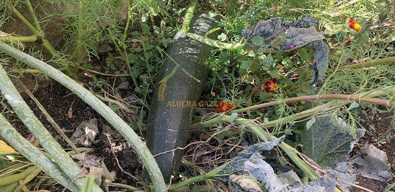 alucra gazetesi alucra haberleri giresun haberleri alucrada yetisen yeni bir urun mor patates 5 Alucra, Alucra Gazetesi, Alucra Haberleri