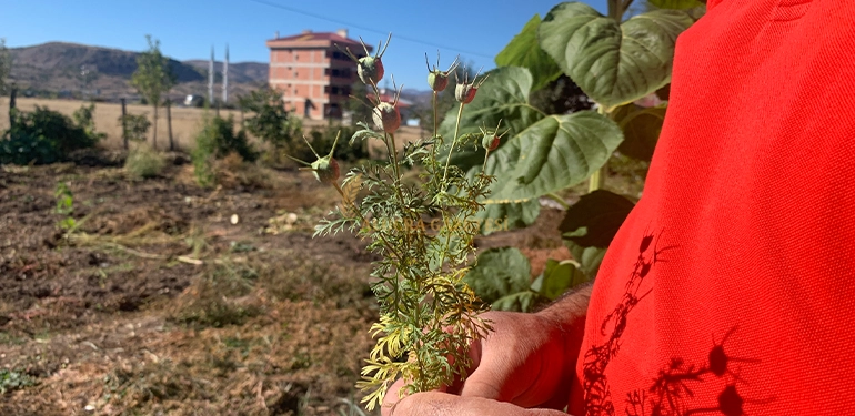 alucra gazetesi alucra haberleri giresun haberleri alucrada yetisen yeni bir urun mor patates 6 Alucra, Alucra Gazetesi, Alucra Haberleri