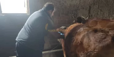 alucra-gazetesi-alucra-haberleri-giresun-haberleri-alucrada-sap-hastaligina-karsi-asilama-devam-ediyor