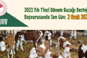 alucra-gazetesi-alucra-haberleri-giresun-haberleri-1.donem-buzagi-destegi-basvurusunda-son-gun-2-0cak