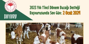 alucra-gazetesi-alucra-haberleri-giresun-haberleri-1.donem-buzagi-destegi-basvurusunda-son-gun-2-0cak
