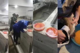 alucra-gazetesi-alucra-haberleri-giresun-haberleri-giresunda-alabalik-sagimi-devam-ediyor