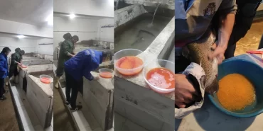 alucra-gazetesi-alucra-haberleri-giresun-haberleri-giresunda-alabalik-sagimi-devam-ediyor