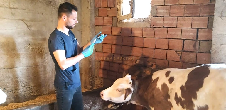 alucra gazetesi alucra haberleri giresun haberleri giresunda hayvan asilama calismalari basariyla sonuclandi 2 Alucra, Alucra Gazetesi, Alucra Haberleri