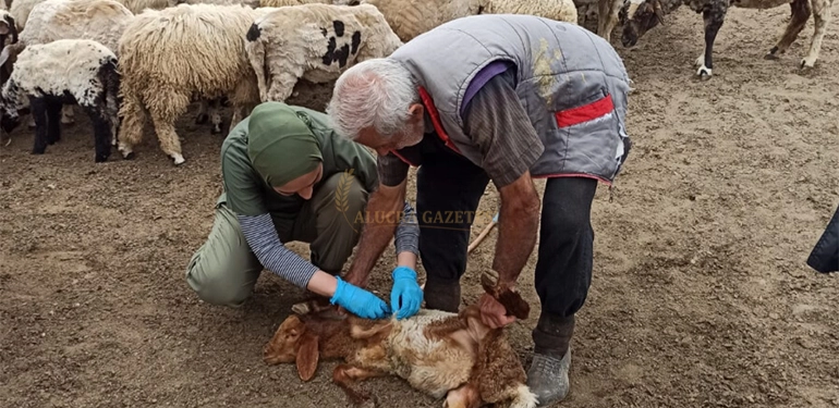 alucra gazetesi alucra haberleri giresun haberleri giresunda hayvan asilama calismalari basariyla sonuclandi 3 Alucra, Alucra Gazetesi, Alucra Haberleri
