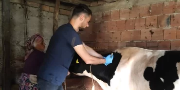 alucra-gazetesi-alucra-haberleri-giresun-haberleri-giresunda-hayvan-asilama-calismalari-basariyla-sonuclandi