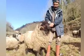 alucra-gazetesi-alucra-habaerleri-giresun-haberleri-giresunda-cepni-koyunu-koruma-altina-alindi