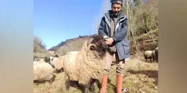 alucra-gazetesi-alucra-habaerleri-giresun-haberleri-giresunda-cepni-koyunu-koruma-altina-alindi