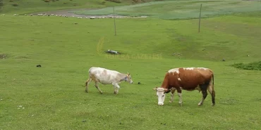 2024-yili-mera-ve-yaylaklarda-hayvan-otlatma-periyodu-duyurusu-2