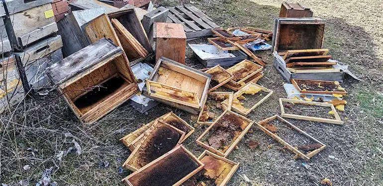 alucrada ayilar kovanlari talan etti 107 kovan telef oldu 4 Alucra, Alucra Gazetesi, Alucra Haberleri