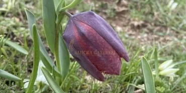 alucranin-ters-laleleri-ulusal-basinda