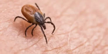 giresun-il-saglik-mudurlugu-uyardi-keneye-dikkat