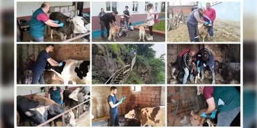 giresunda-ilk6ayda-269bin-614-muhtelif-hayvan-asilandi