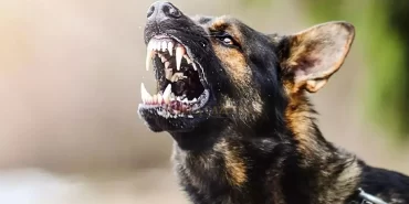 alucrada-sokak-kopekleri-kadina-saldirdi-1-yarali