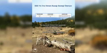 2023-yili-2-donem-buzagi-destegi-odeniyor