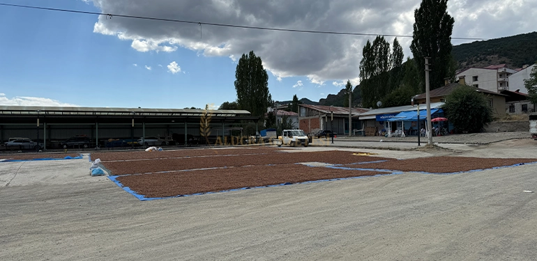 alucra bu sezonda findik harmani oldu 3 Alucra, Alucra Gazetesi, Alucra Haberleri