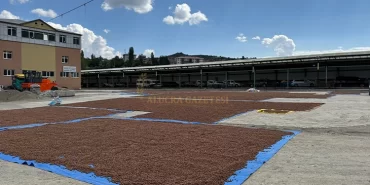 alucra-bu-sezonda-findik-harmani-oldu