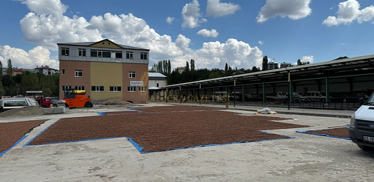 alucra bu sezonda findik harmani oldu 4 Alucra, Alucra Gazetesi, Alucra Haberleri