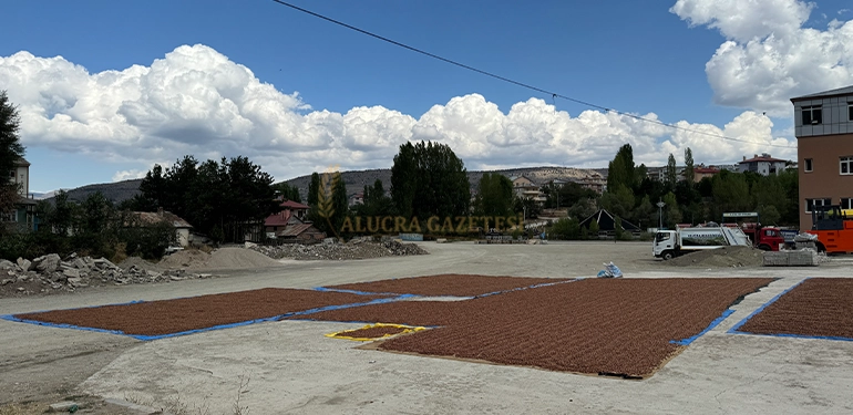 alucra bu sezonda findik harmani oldu 5 Alucra, Alucra Gazetesi, Alucra Haberleri