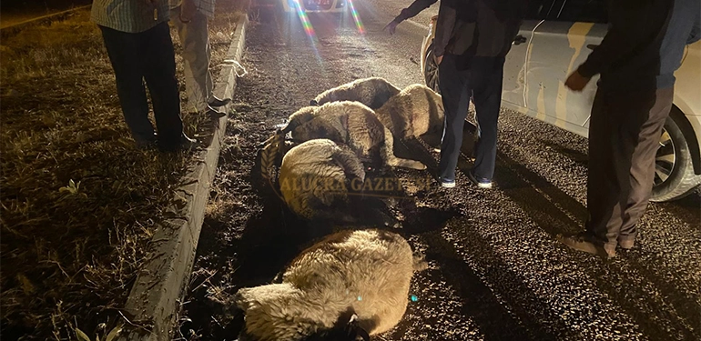 alucra da arac koyun surusune daldi 12 koyun tele oldu 3 Alucra, Alucra Gazetesi, Alucra Haberleri