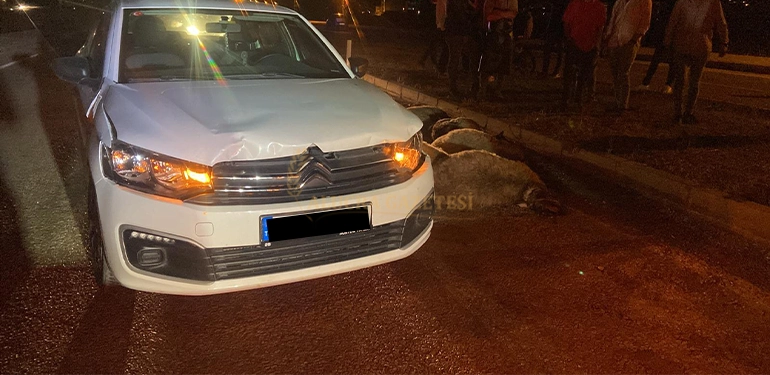 alucra da arac koyun surusune daldi 12 koyun tele oldu 5 Alucra, Alucra Gazetesi, Alucra Haberleri