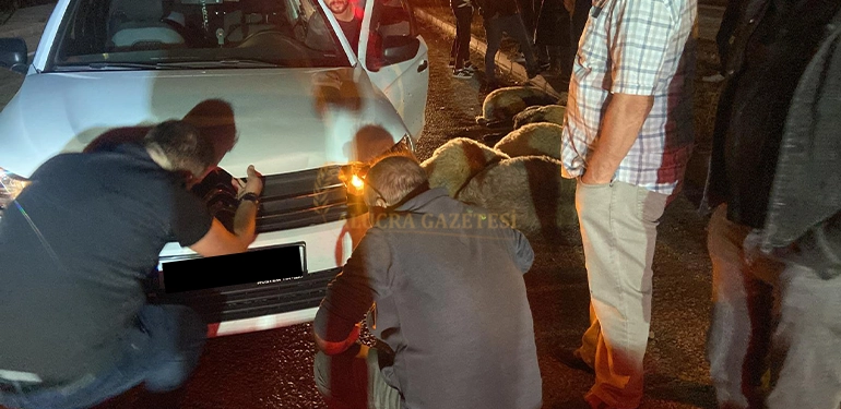 alucra da arac koyun surusune daldi 12 koyun tele oldu 6 Alucra, Alucra Gazetesi, Alucra Haberleri