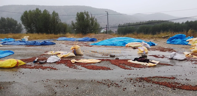 alucrada saganak yagis findikcilari olumsuz etkiledi 3 Alucra, Alucra Gazetesi, Alucra Haberleri