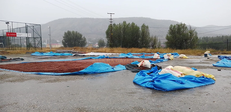 alucrada saganak yagis findikcilari olumsuz etkiledi 4 Alucra, Alucra Gazetesi, Alucra Haberleri