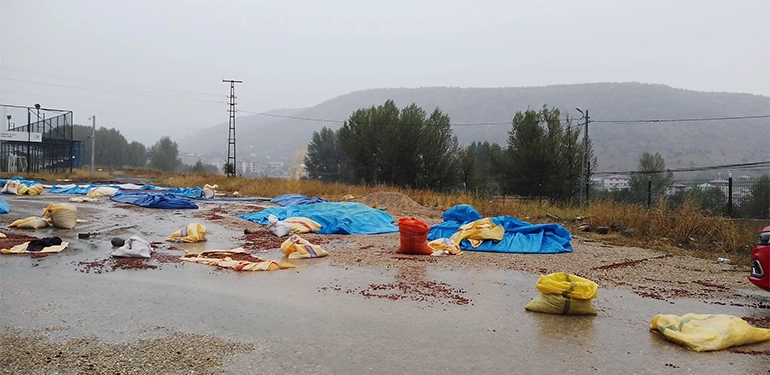 alucrada saganak yagis findikcilari olumsuz etkiledi 5 Alucra, Alucra Gazetesi, Alucra Haberleri
