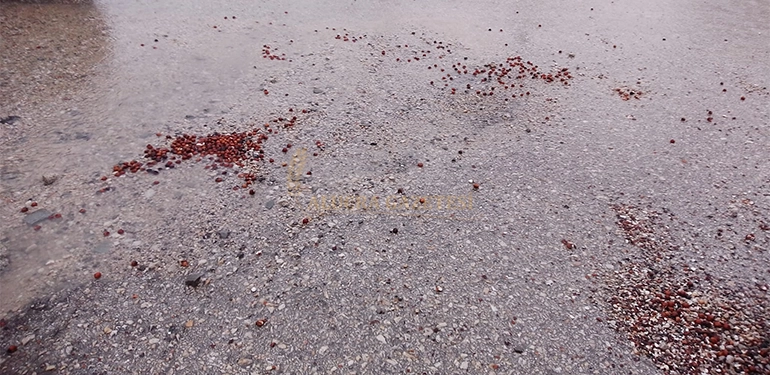 alucrada saganak yagis findikcilari olumsuz etkiledi 6 Alucra, Alucra Gazetesi, Alucra Haberleri