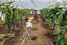 serada-ejder-meyvesi-ve-papaya-yetistiriciligi-giresunda-denendi