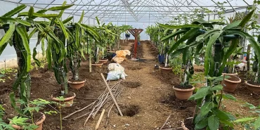 serada-ejder-meyvesi-ve-papaya-yetistiriciligi-giresunda-denendi