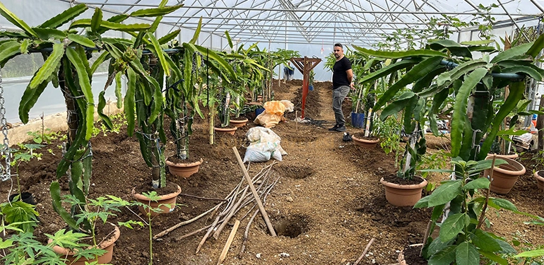 serada ejder meyvesi ve papaya yetistiriciligi giresunda denendi 4 Alucra, Alucra Gazetesi, Alucra Haberleri