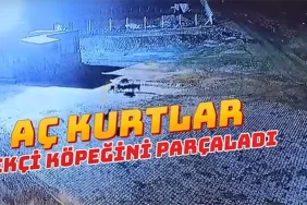 ac-kalan-kurtlar-bekci-kopegini-parcaladi