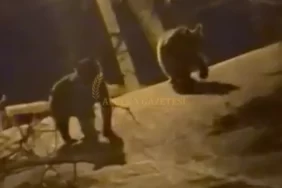 ac-kalan-ayilar-yine-sehre-indi