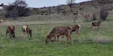 alucranin-subasiğ-koyunde-kizil-geyikler-goruldu