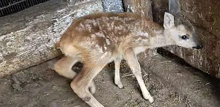 alucrada yavru karaca koyun surusune katildi 3 Alucra, Alucra Gazetesi, Alucra Haberleri