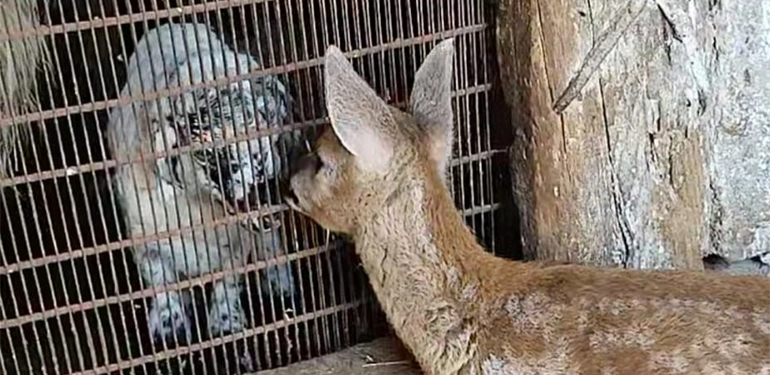 alucrada yavru karaca koyun surusune katildi 4 Alucra, Alucra Gazetesi, Alucra Haberleri